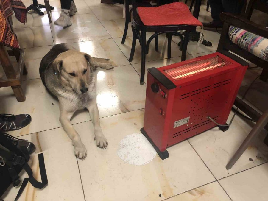 Kar Ve Soğuktan Kaçan Köpek Çay Ocağındaki Isıtıcının Yanına Uzandı