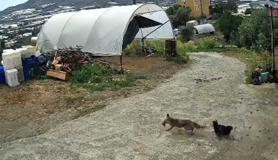 Ziyafete Hazırlanan Tilkiye ‘köpek’ Şoku