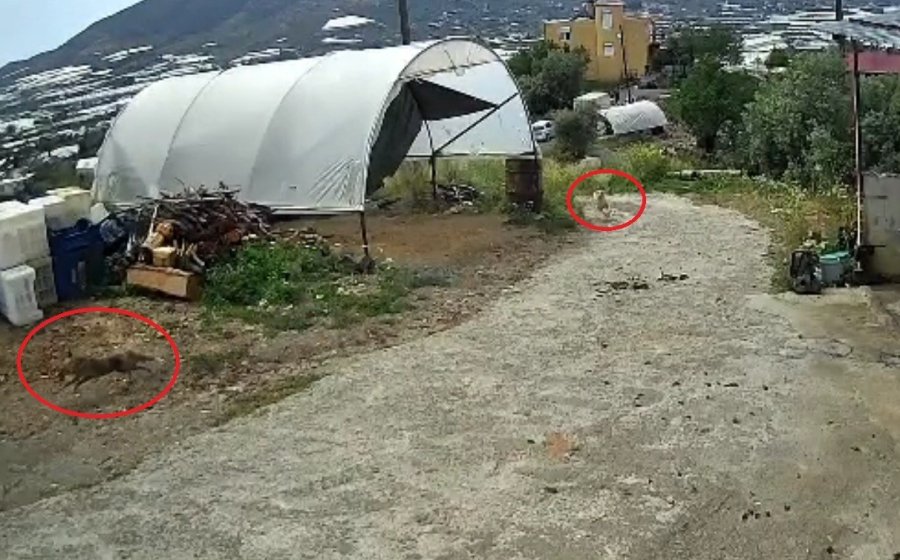 Ziyafete Hazırlanan Tilkiye ‘köpek’ Şoku