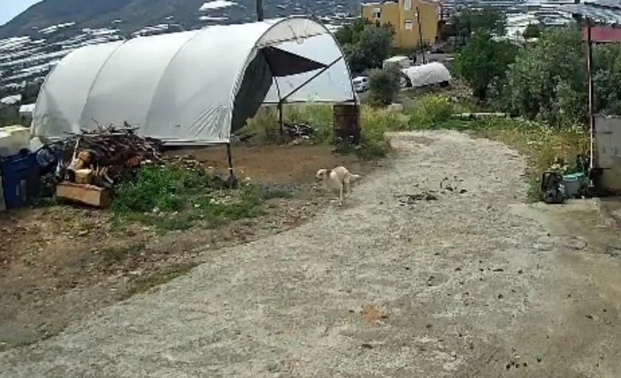 Ziyafete Hazırlanan Tilkiye ‘köpek’ Şoku