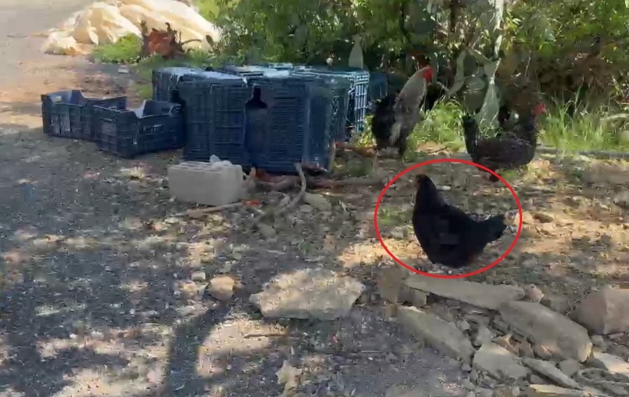 Ziyafete Hazırlanan Tilkiye ‘köpek’ Şoku