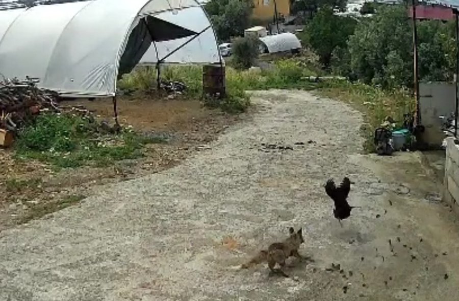 Ziyafete Hazırlanan Tilkiye ‘köpek’ Şoku