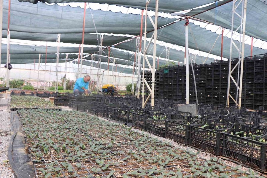 Alanya’da Ücretsiz Su Kabağı Fidesi Dağıtılacak