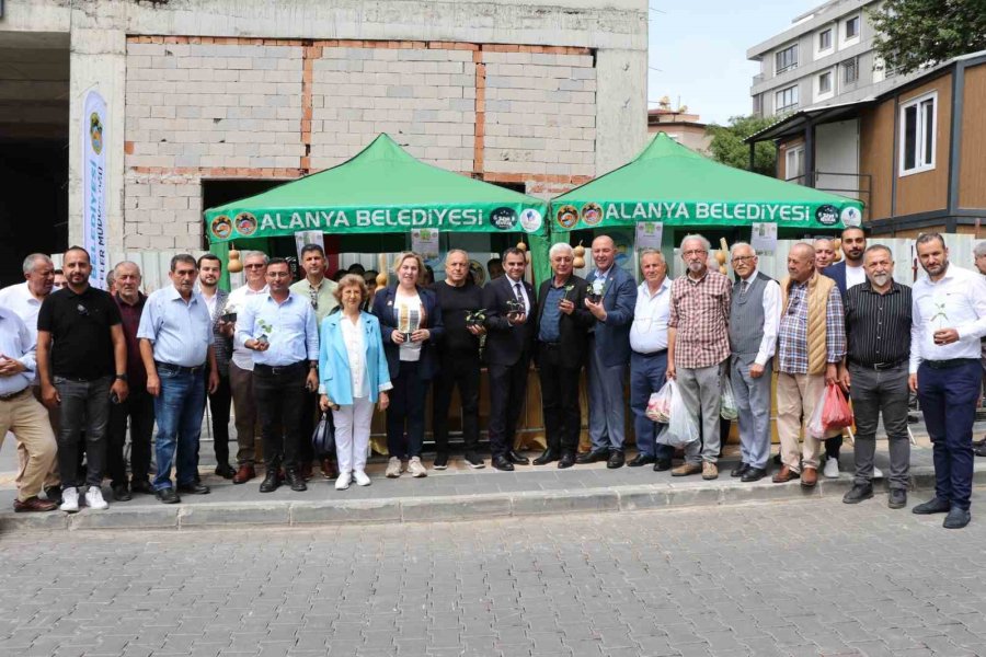 Alanya’da Ücretsiz Su Kabağı Fidesi Dağıtılacak