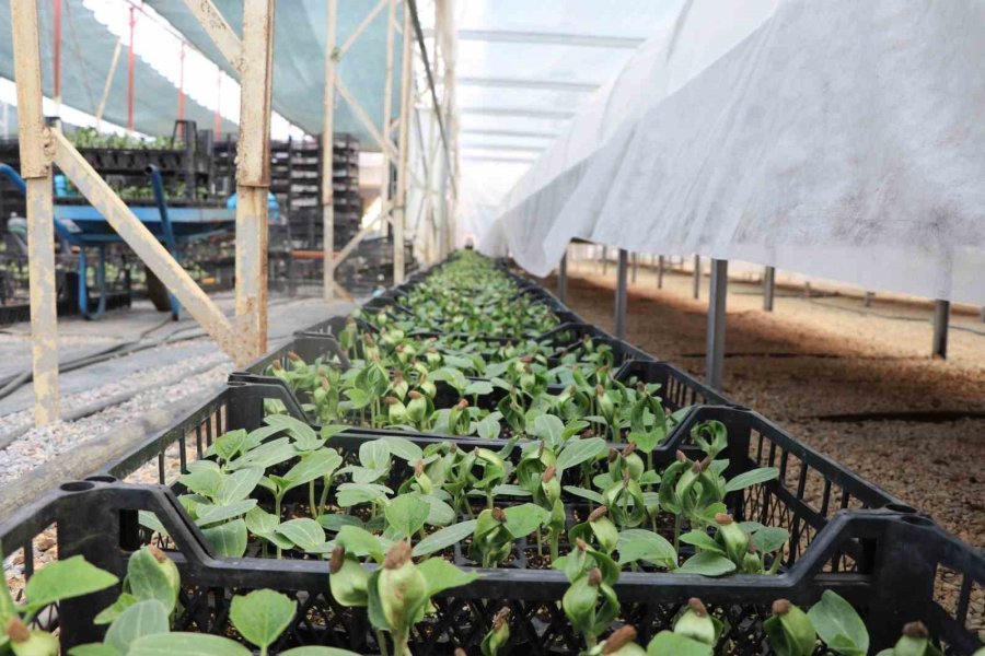 Alanya’da Ücretsiz Su Kabağı Fidesi Dağıtılacak