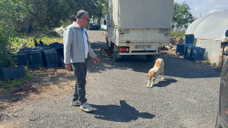 Ziyafete Hazırlanan Tilkiye ‘köpek’ Şoku