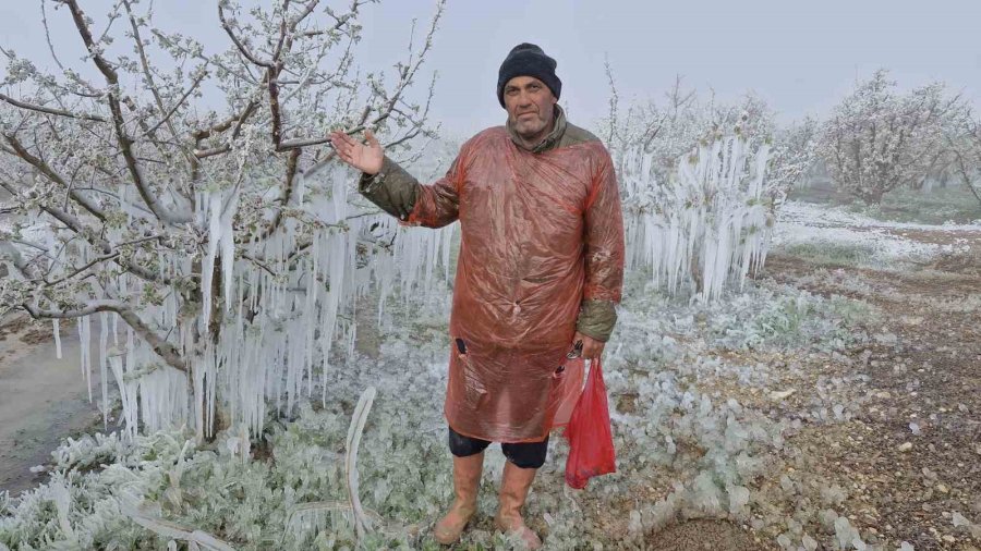 Karaman’da 16 Milyon Elma Ağacını Don Vurdu