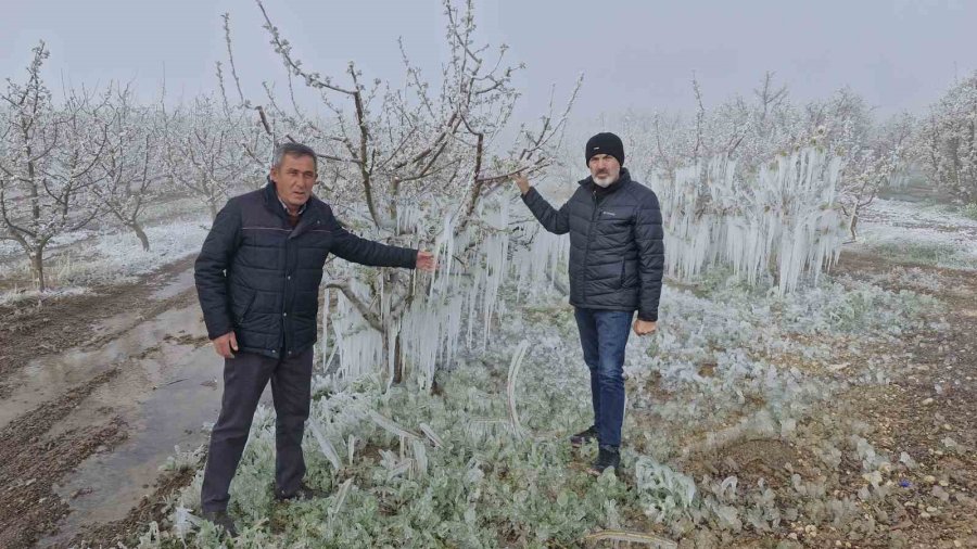 Karaman’da 16 Milyon Elma Ağacını Don Vurdu