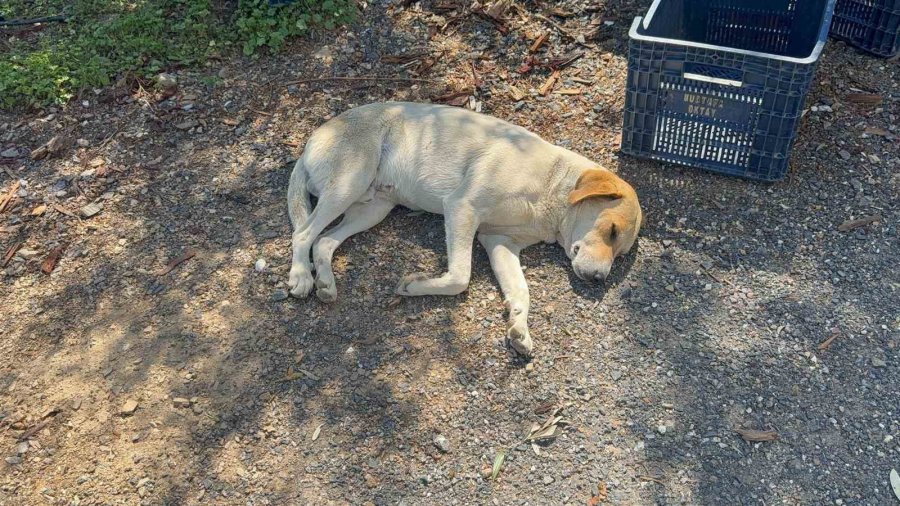Ziyafete Hazırlanan Tilkiye ‘köpek’ Şoku