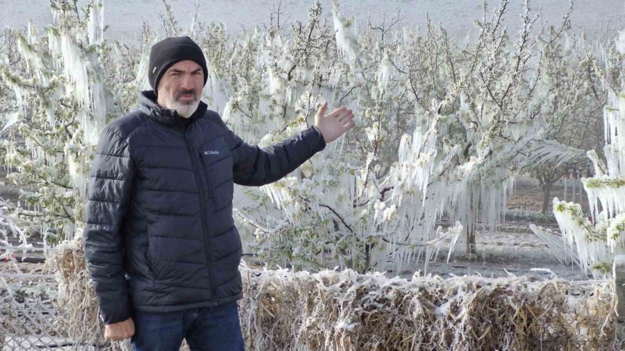 Karaman’da 16 Milyon Elma Ağacını Don Vurdu