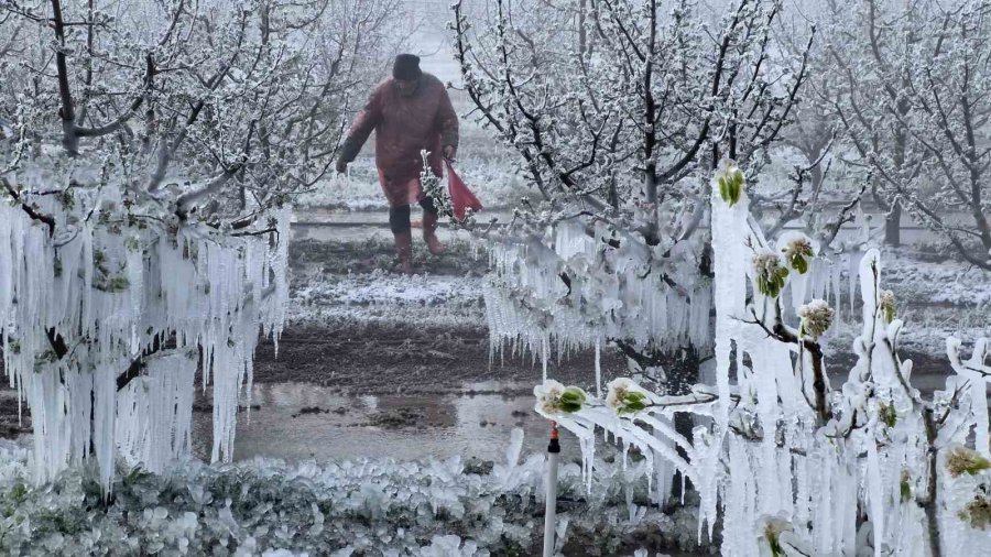 Karaman’da 16 Milyon Elma Ağacını Don Vurdu