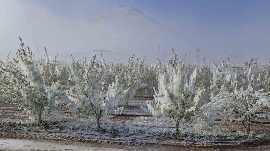 Karaman’da 16 Milyon Elma Ağacını Don Vurdu