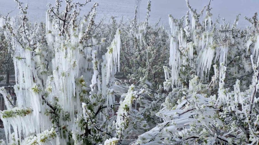 Karaman’da 16 Milyon Elma Ağacını Don Vurdu