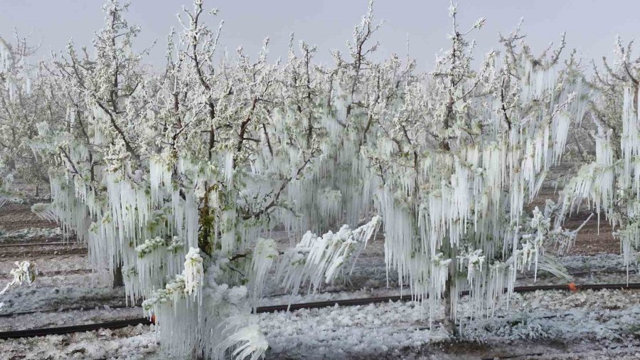 Karaman’da 16 Milyon Elma Ağacını Don Vurdu