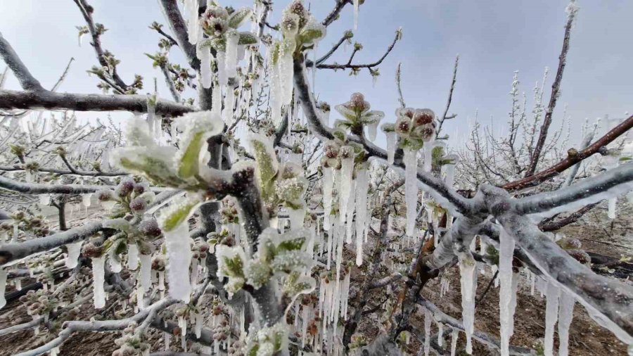 Karaman’da 16 Milyon Elma Ağacını Don Vurdu