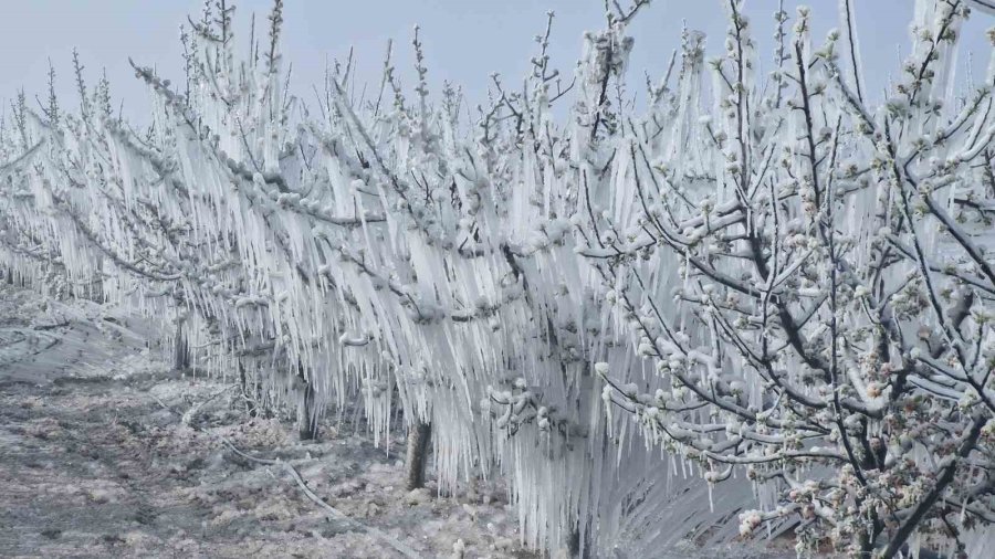 Karaman’da 16 Milyon Elma Ağacını Don Vurdu