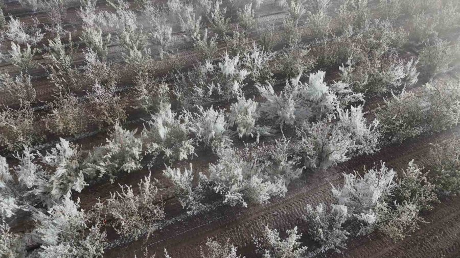 Karaman’da 16 Milyon Elma Ağacını Don Vurdu