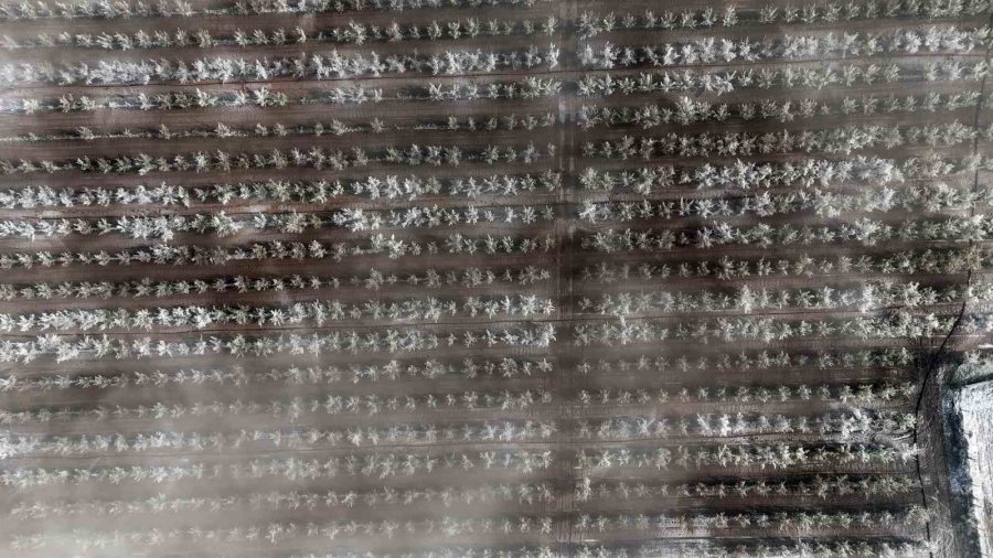 Karaman’da 16 Milyon Elma Ağacını Don Vurdu