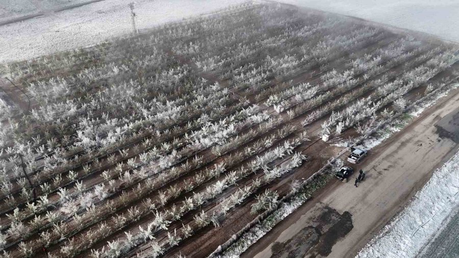 Karaman’da 16 Milyon Elma Ağacını Don Vurdu