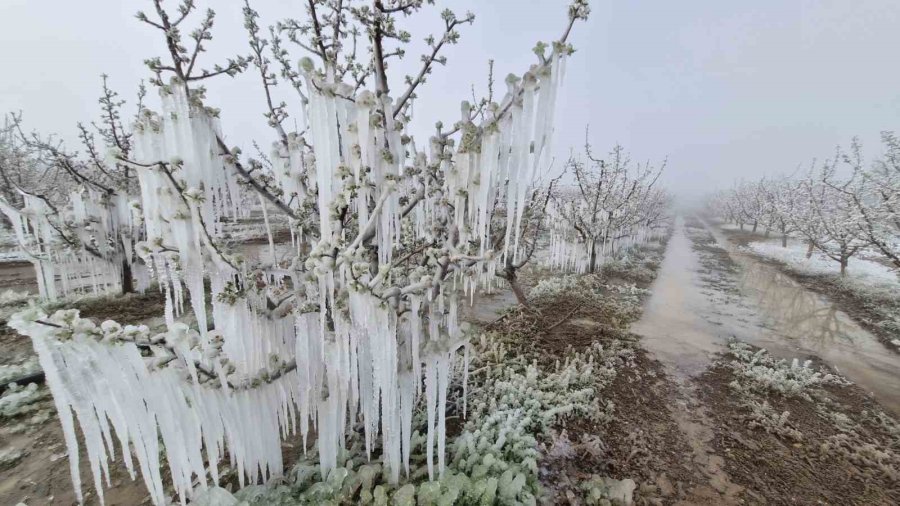 Karaman’da 16 Milyon Elma Ağacını Don Vurdu
