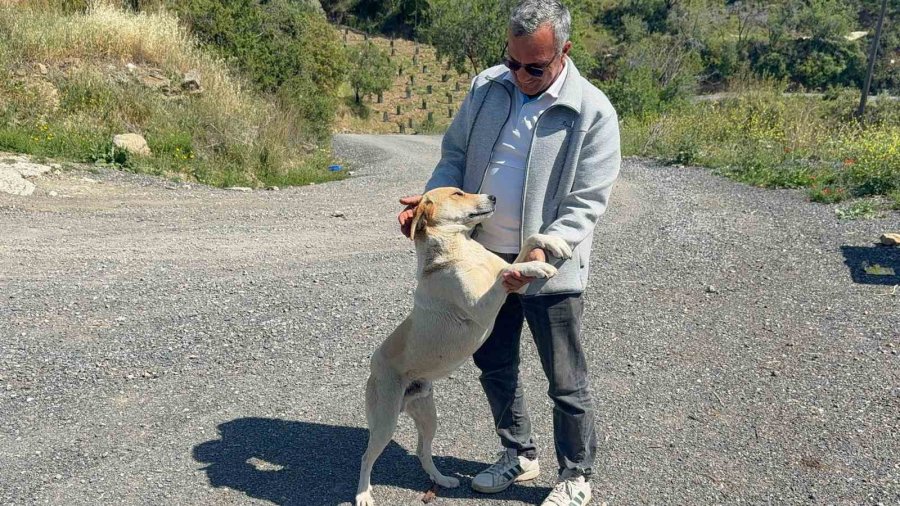 Ziyafete Hazırlanan Tilkiye ‘köpek’ Şoku