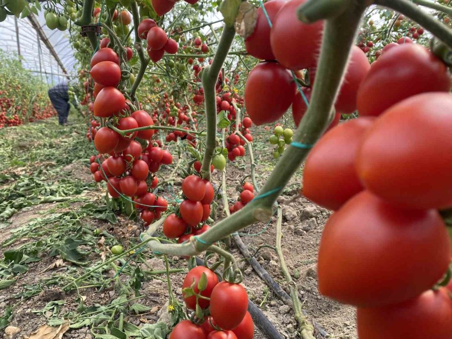 Üreticiden Fiyat Farkına Tepki: "domates Bizden 15 Tl’ye Alınıyor Marketlerde 70 Tl’ye Satılıyor. Aradaki Farkı Kim Yiyor"