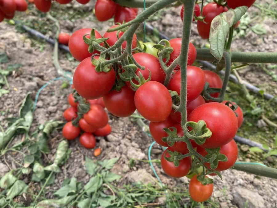 Üreticiden Fiyat Farkına Tepki: "domates Bizden 15 Tl’ye Alınıyor Marketlerde 70 Tl’ye Satılıyor. Aradaki Farkı Kim Yiyor"