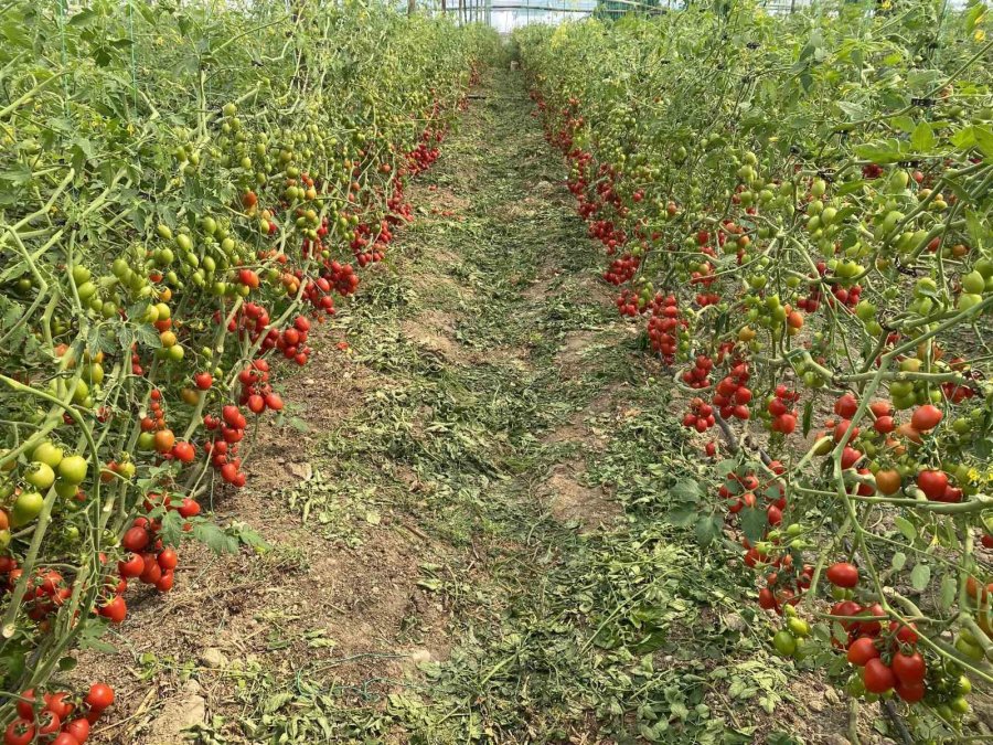 Üreticiden Fiyat Farkına Tepki: "domates Bizden 15 Tl’ye Alınıyor Marketlerde 70 Tl’ye Satılıyor. Aradaki Farkı Kim Yiyor"