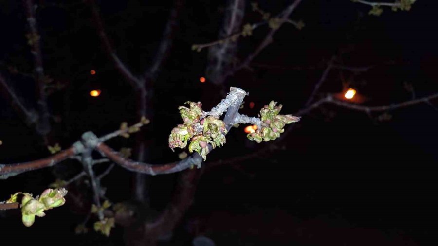 İl Tarım Müdürlüğü Don Tehlikesine Karşı Teyakkuzda