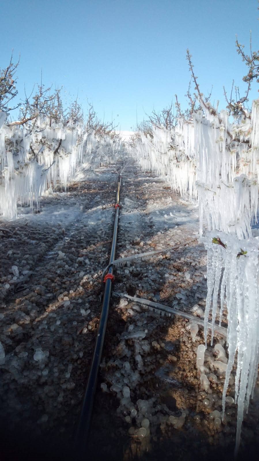 Kayseri’nin İlçelerini Don Vurdu