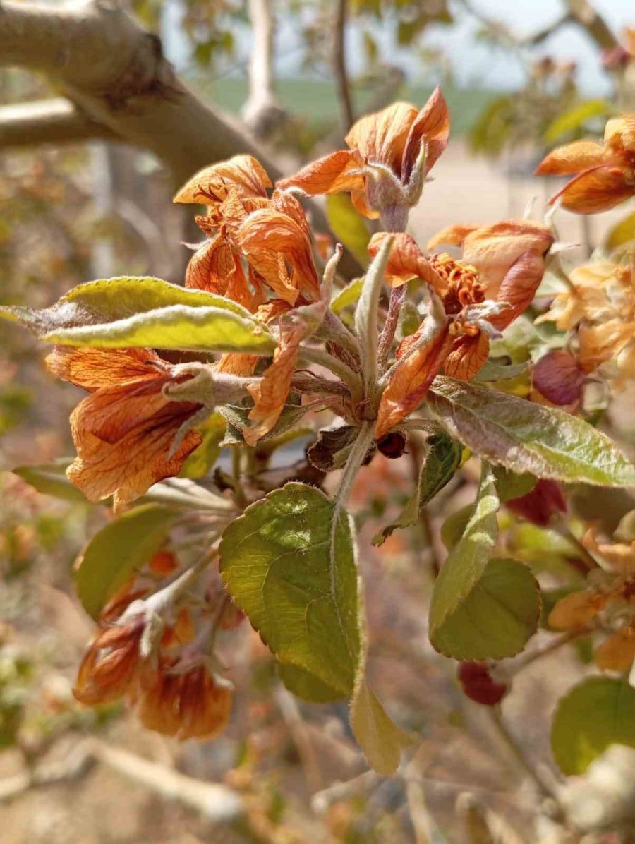 Konya’da Yaşanan Zirai Don İçin Hasar Tespitine Başlandı