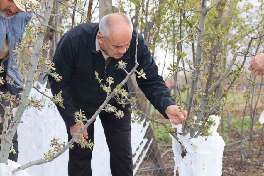 Yahyalı’da Elma Ağaçlarını Don Vurdu, Zarar Büyük