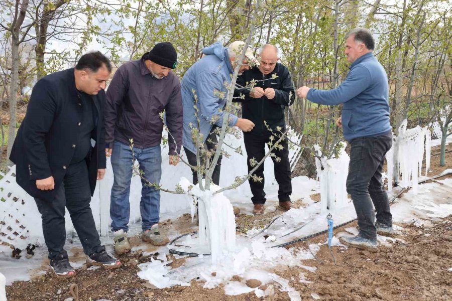 Yahyalı’da Elma Ağaçlarını Don Vurdu, Zarar Büyük