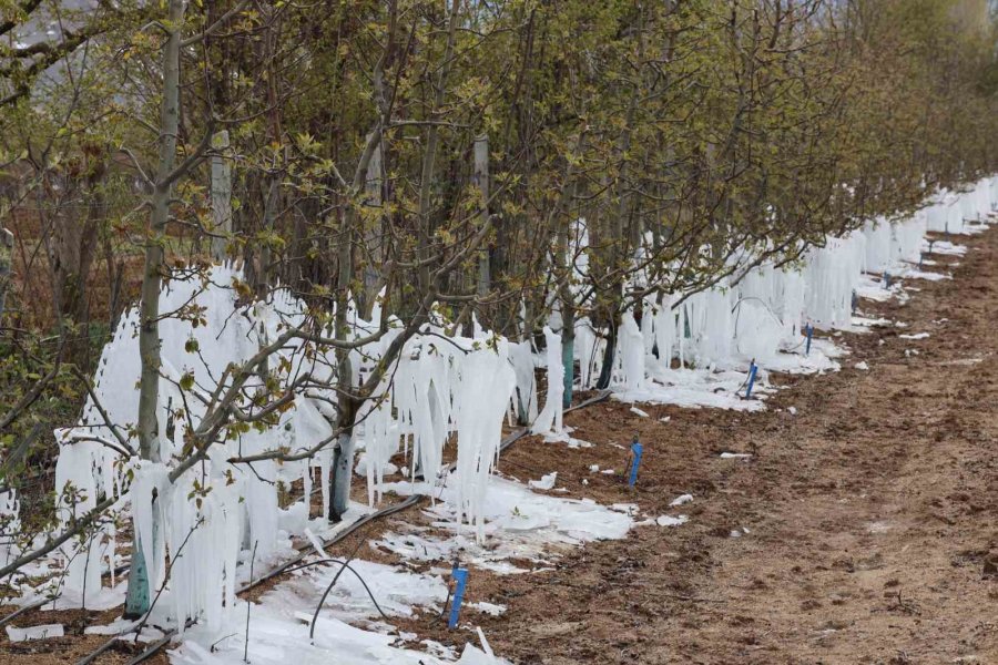 Yahyalı’da Elma Ağaçlarını Don Vurdu, Zarar Büyük