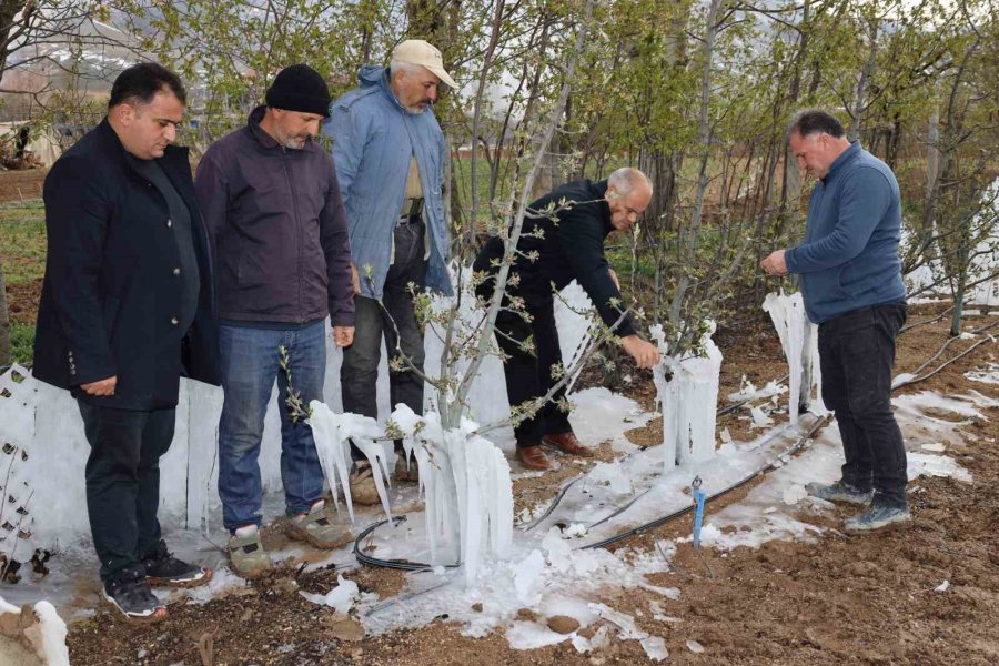 Yahyalı’da Elma Ağaçlarını Don Vurdu, Zarar Büyük