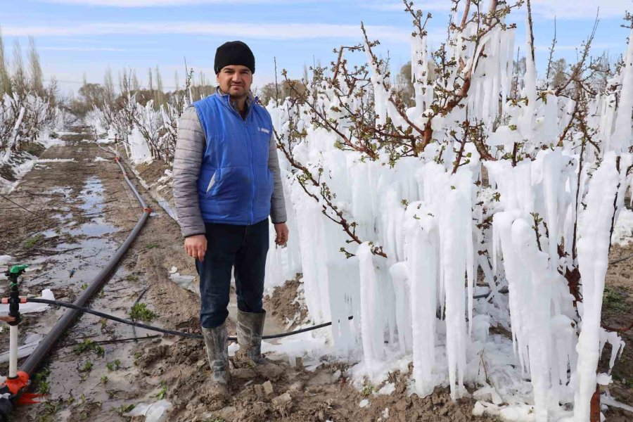 Yahyalı’da Elma Ağaçlarını Don Vurdu, Zarar Büyük