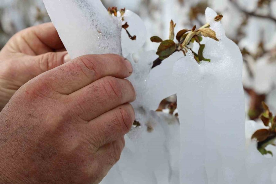 Yahyalı’da Elma Ağaçlarını Don Vurdu, Zarar Büyük