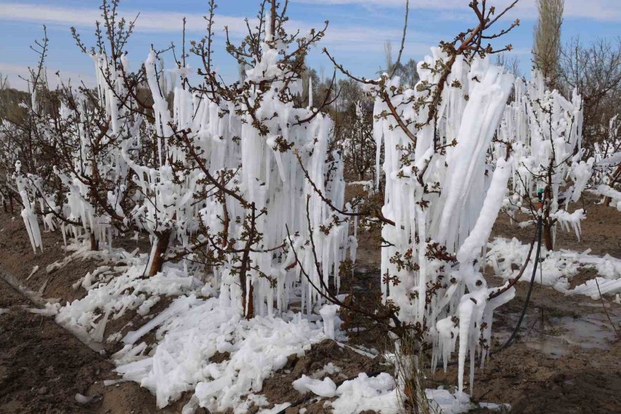 Yahyalı’da Elma Ağaçlarını Don Vurdu, Zarar Büyük