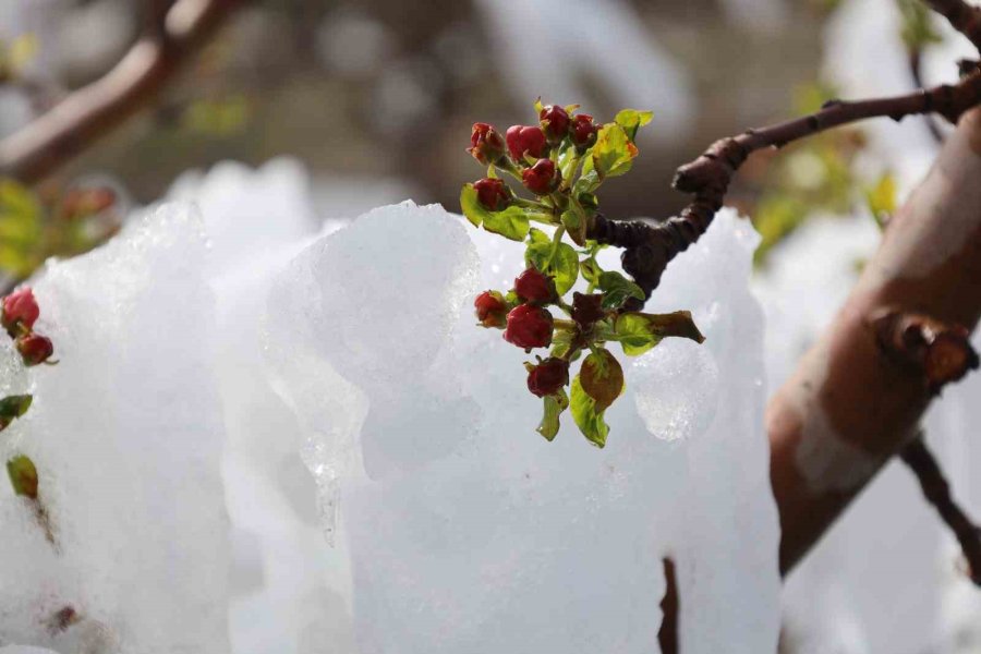 Yahyalı’da Elma Ağaçlarını Don Vurdu, Zarar Büyük