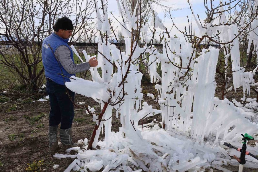 Yahyalı’da Elma Ağaçlarını Don Vurdu, Zarar Büyük
