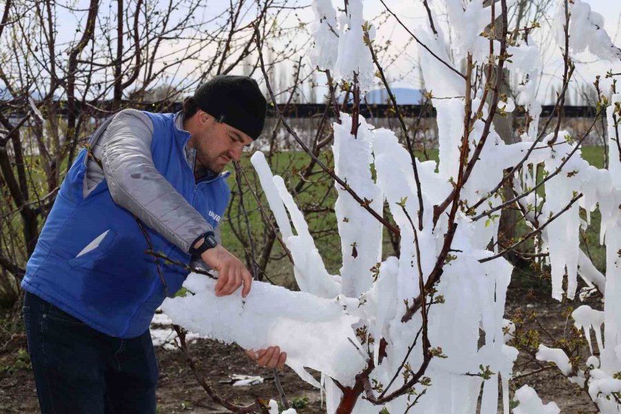 Yahyalı’da Elma Ağaçlarını Don Vurdu, Zarar Büyük