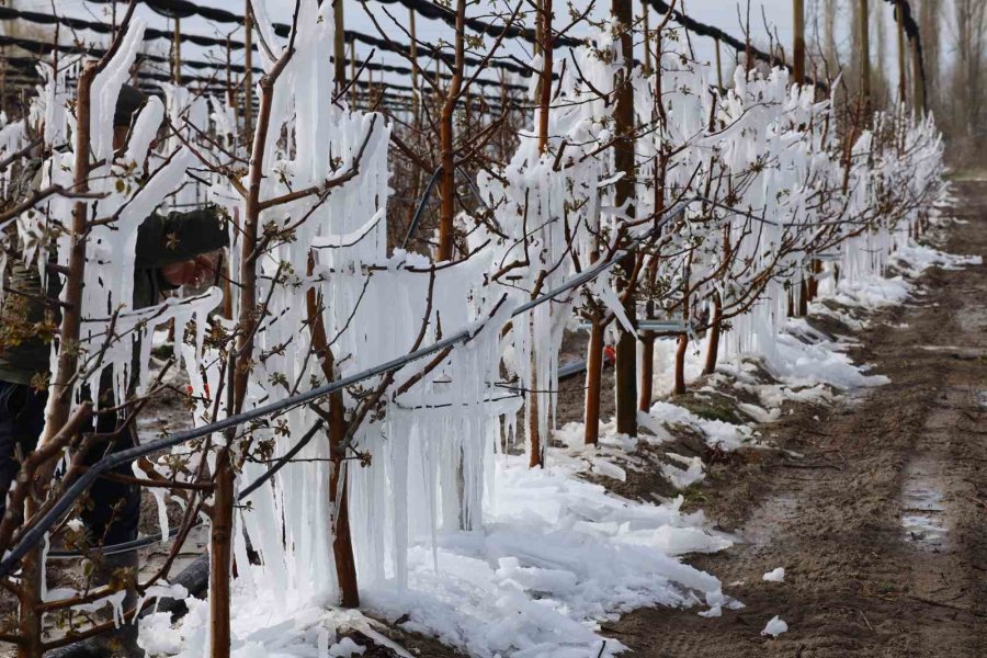 Yahyalı’da Elma Ağaçlarını Don Vurdu, Zarar Büyük