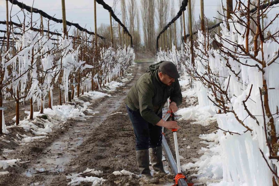 Yahyalı’da Elma Ağaçlarını Don Vurdu, Zarar Büyük