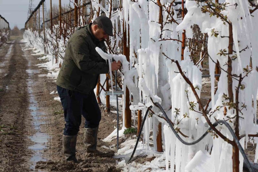 Yahyalı’da Elma Ağaçlarını Don Vurdu, Zarar Büyük