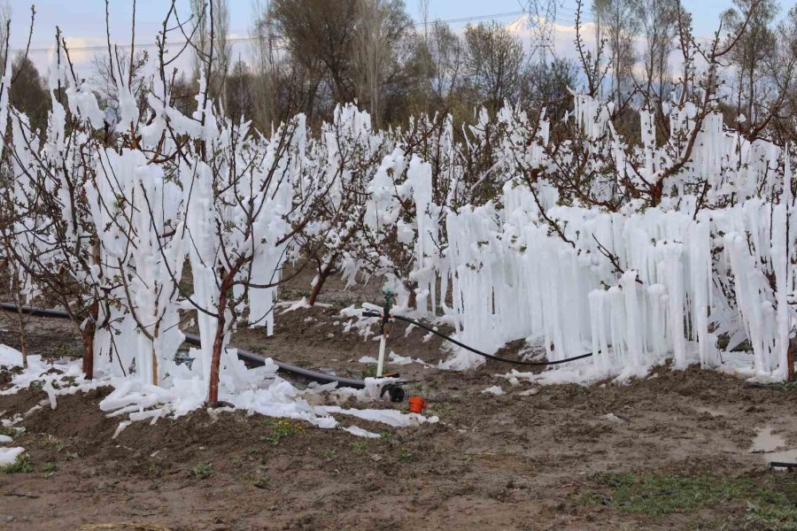 Yahyalı’da Elma Ağaçlarını Don Vurdu, Zarar Büyük