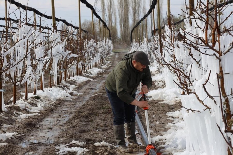 Zirai Don Konya’da Pancarı Ve Meyveleri Vurdu
