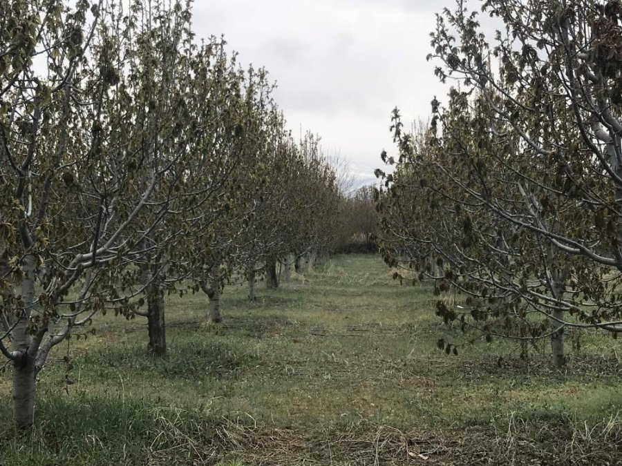 Zirai Don Konya’da Pancarı Ve Meyveleri Vurdu