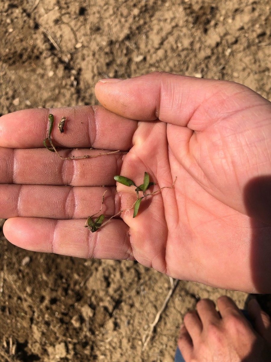 Kulu’da Ekili Arazilerin Don Tespit Çalışmaları Devam Ediyor