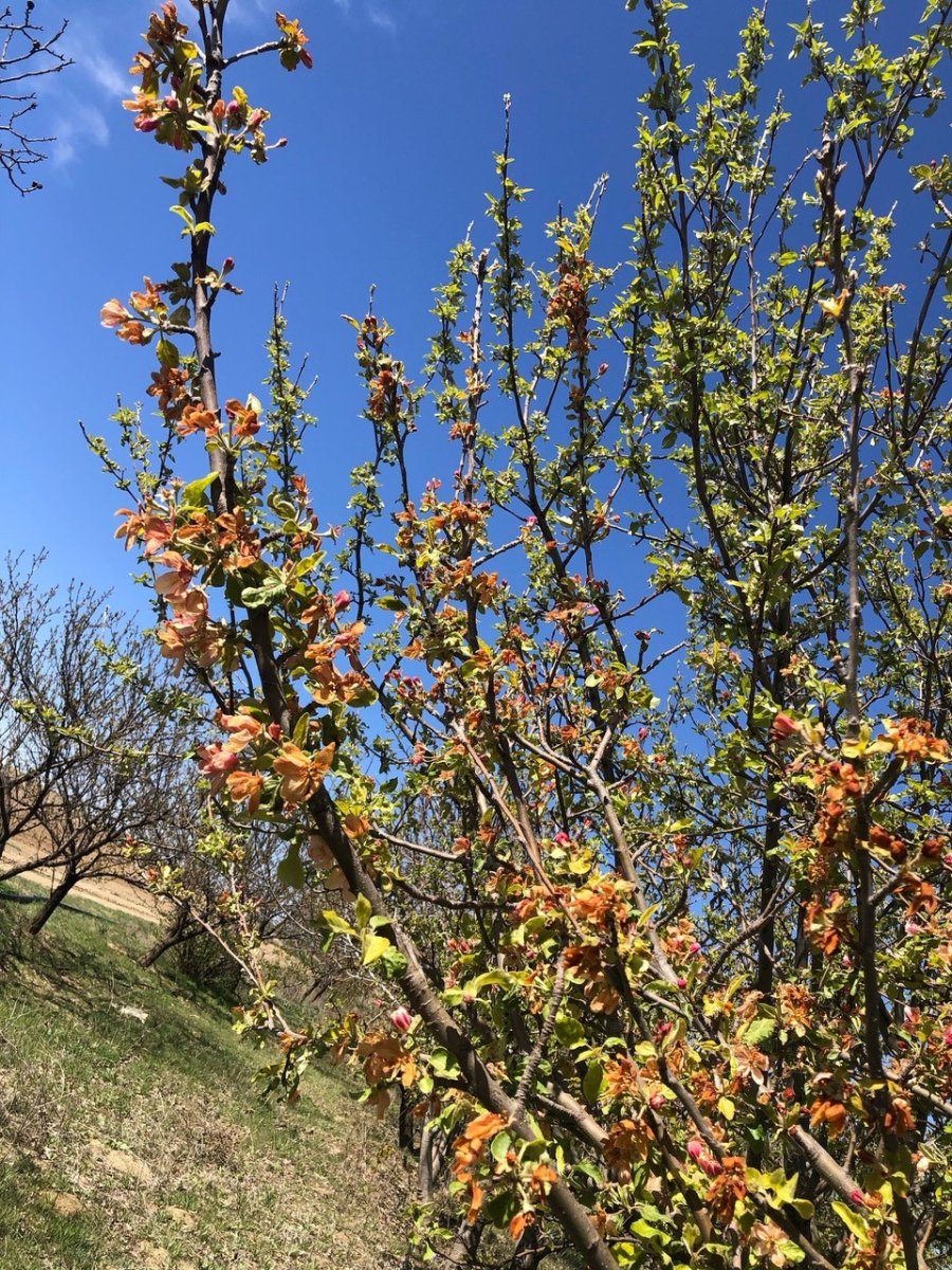Kulu’da Ekili Arazilerin Don Tespit Çalışmaları Devam Ediyor