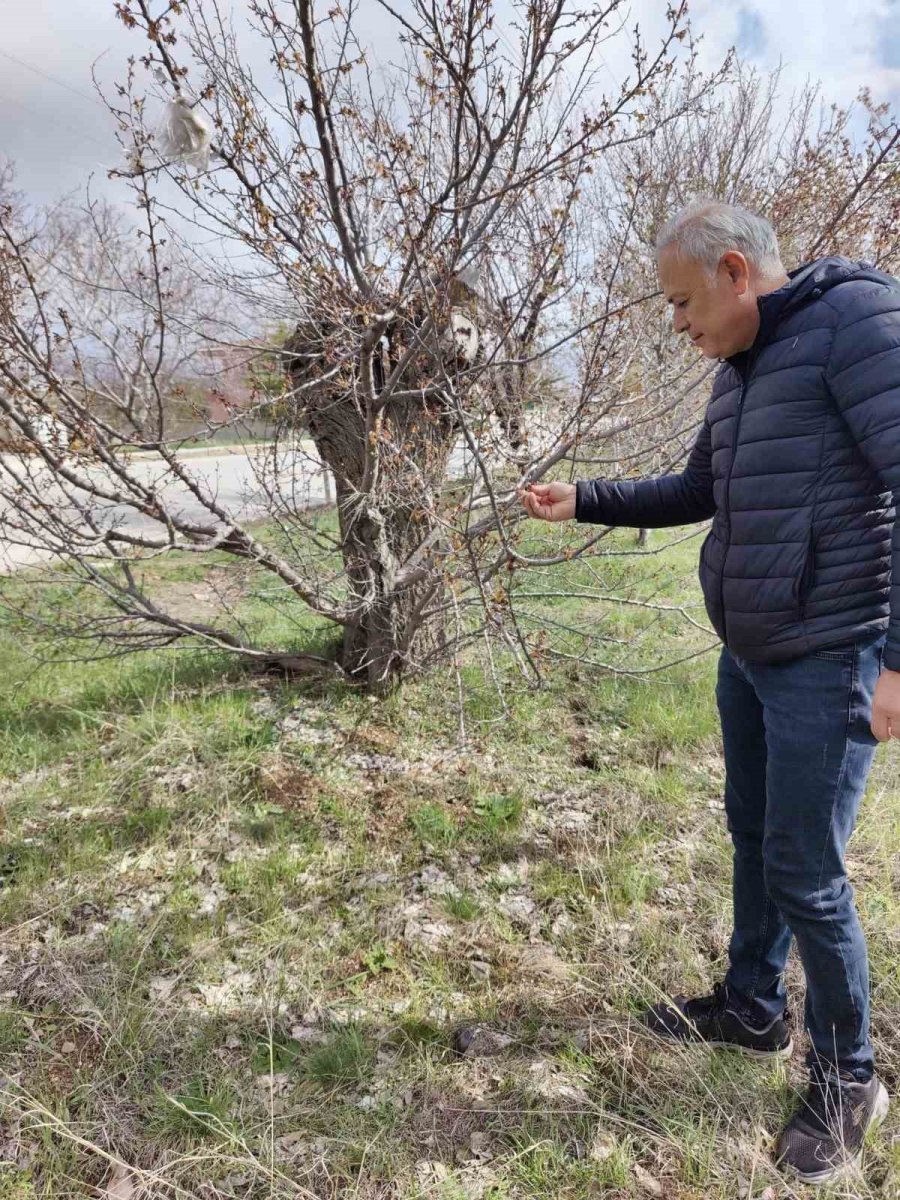 Zirai Don Mağduru Üreticilerin Bahçelerinde İnceleme Başlatıldı